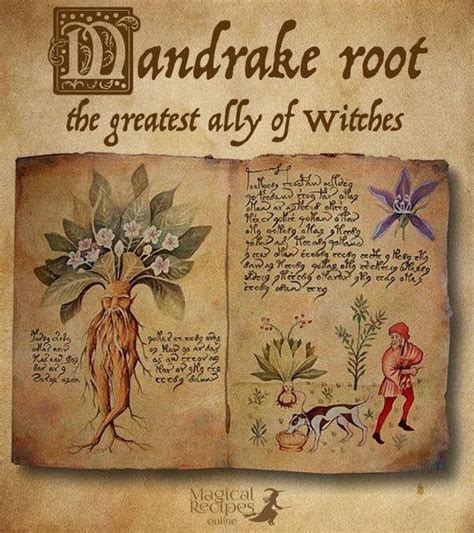 Ancient Recipes and Remedies: The Magic Book of Roots and their Healing Powers